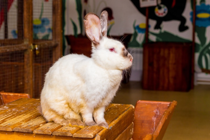 California white rabbit sitting on a platform