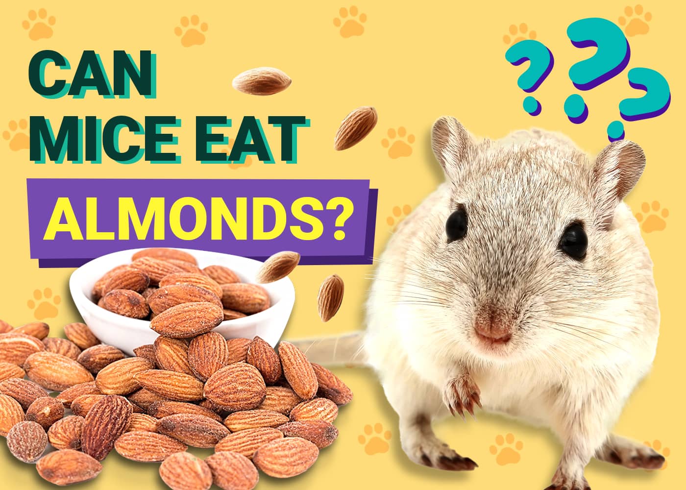 Can Mice Eat Almonds? Vet-Reviewed Feeding Facts & Tips | PangoVet