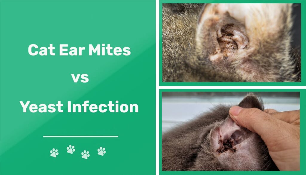 Cat Ear Mites vs Yeast Infection Vet Reviewed Differences With Pictures PangoVet