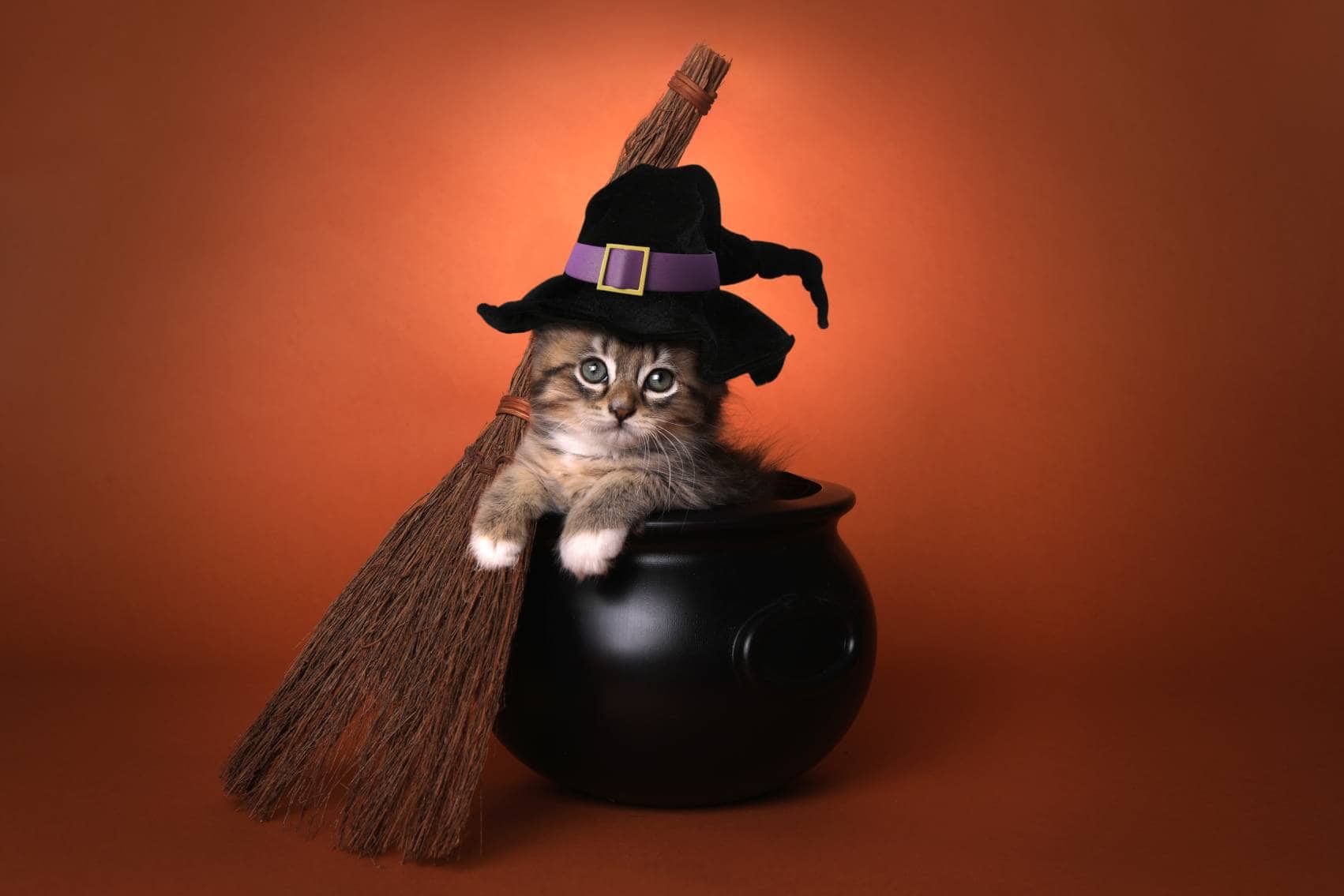 Cat Halloween Costume