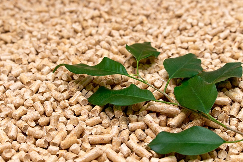 Cat Litter With Leaves