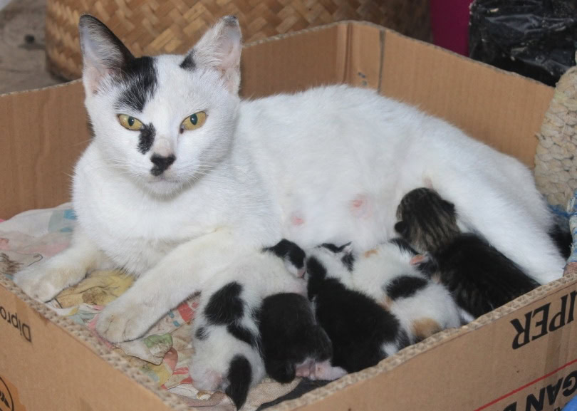 How many kittens does a cat have in her first litter hotsell