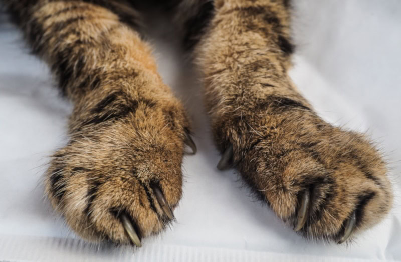 Why Is My Cat Limping on Their Front Paw? 12 Vet-Reviewed Reasons ...