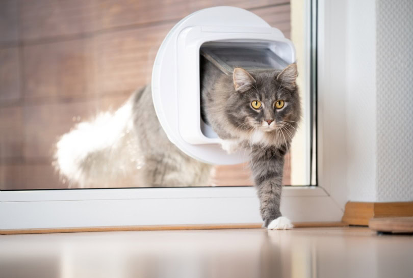 Cold weather cat door best sale