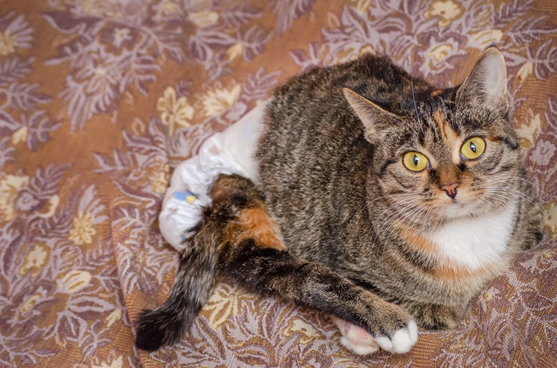 Cat Diapers How to Use Them Pros Cons PangoVet