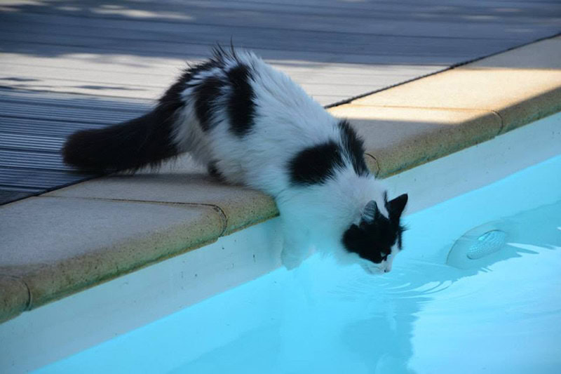 Cat in swimming pool