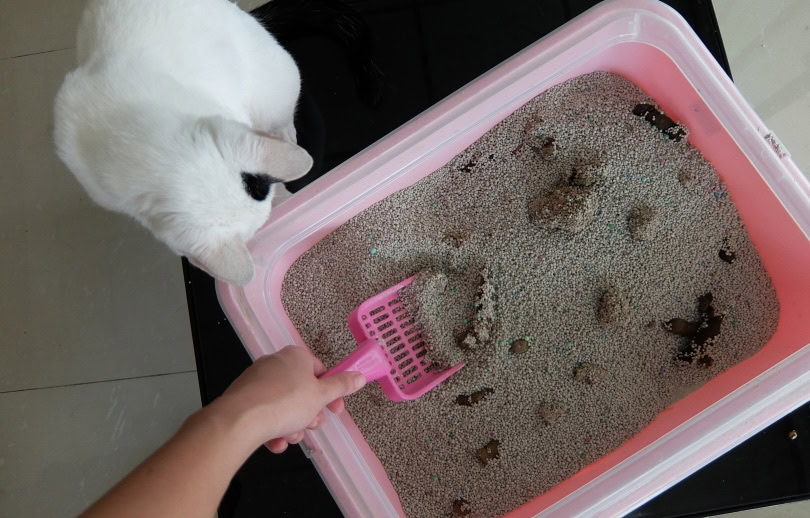 Cat litter box scooping