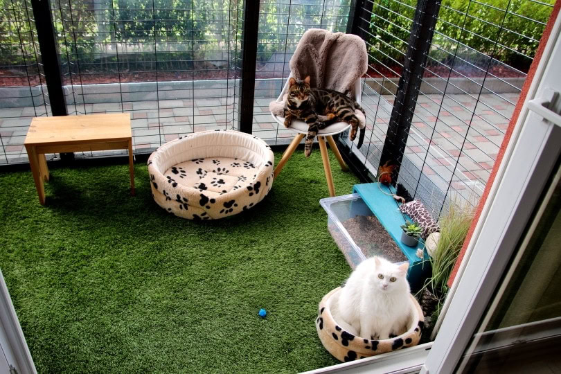 Building a catio on a budget best sale