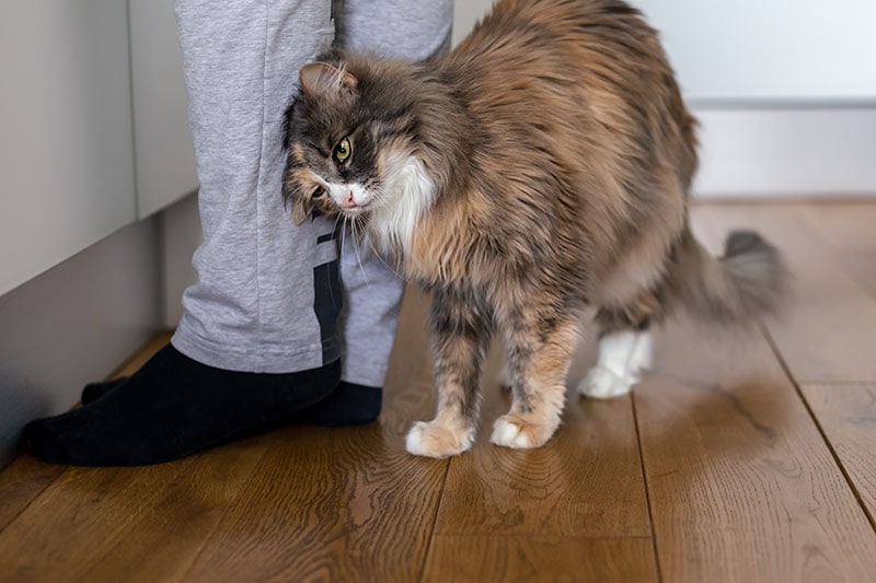25 Strange Cat Behaviors What They Mean PangoVet 25-strange-cat-behaviors-what-they-mean-pangovet