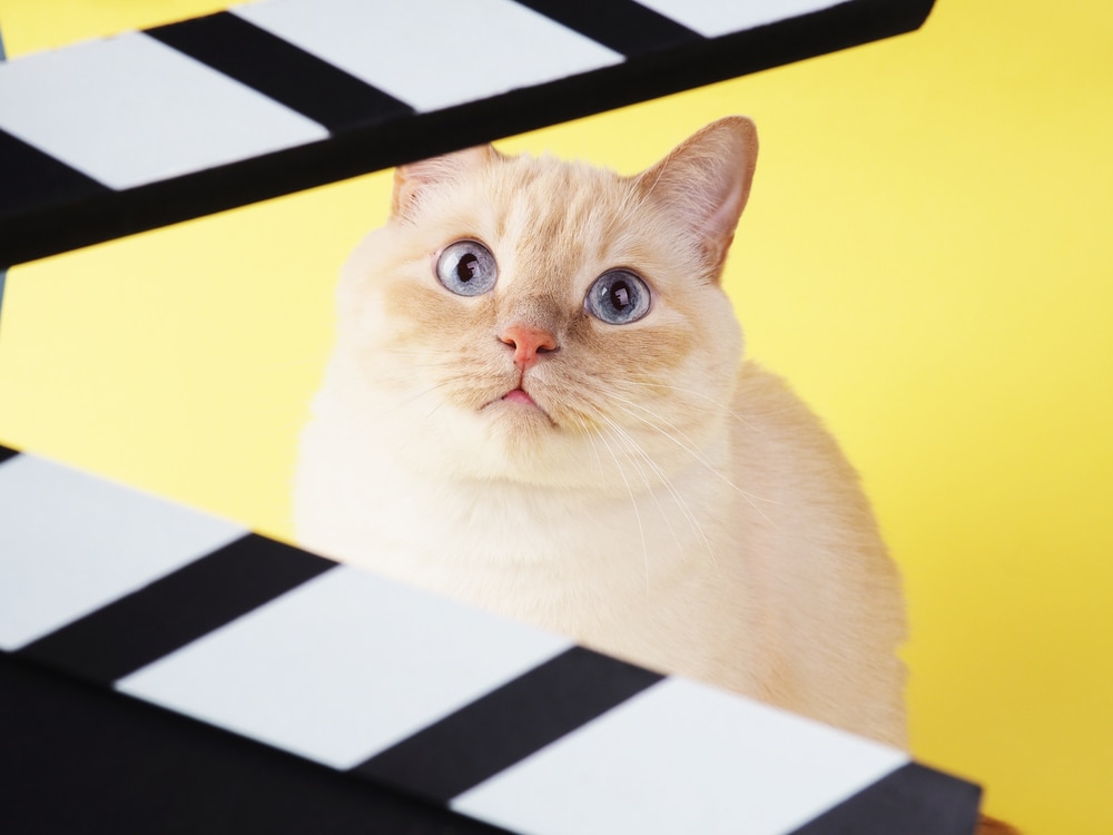 Cat with Movie Clapperboard
