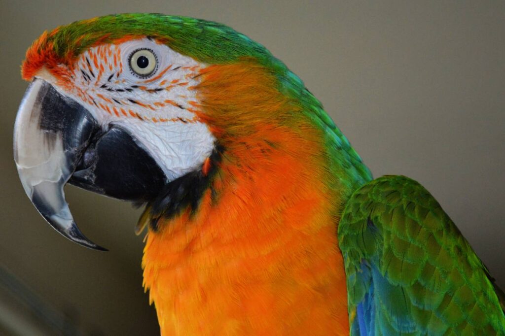 Can Parrots Crossbreed (Hybrid Parrots)? Facts & FAQ | PangoVet