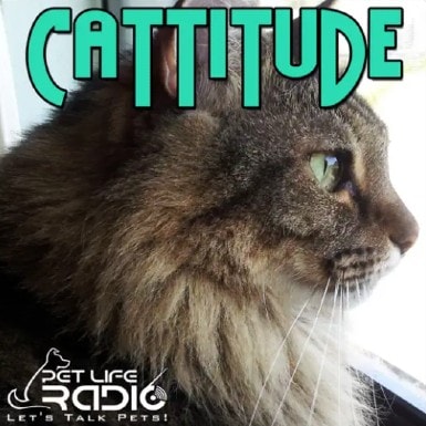 Cattitude