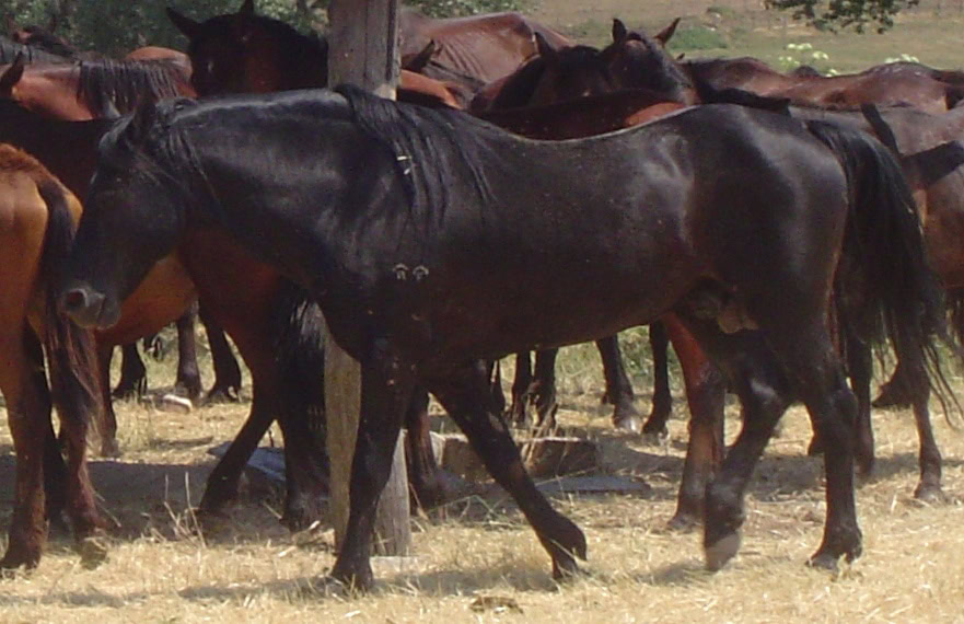What Were Roman Horses Breeds