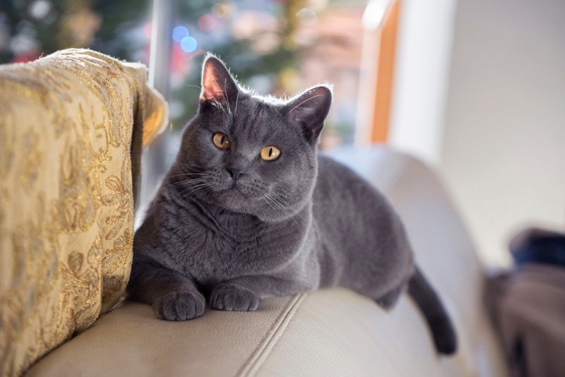 Chartreux cat relaxing on a sofa