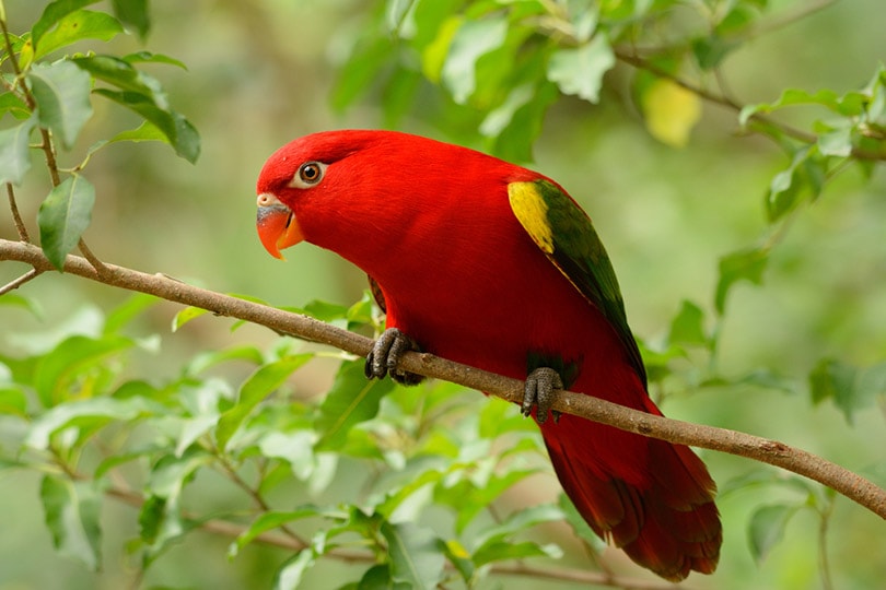 17 Types of Red Parrots With Info Pictures PangoVet