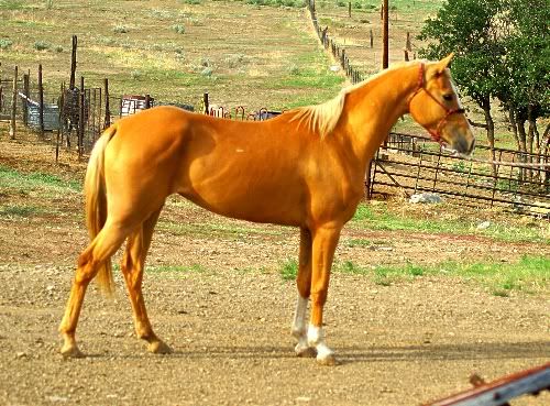 Chenaran Horse
