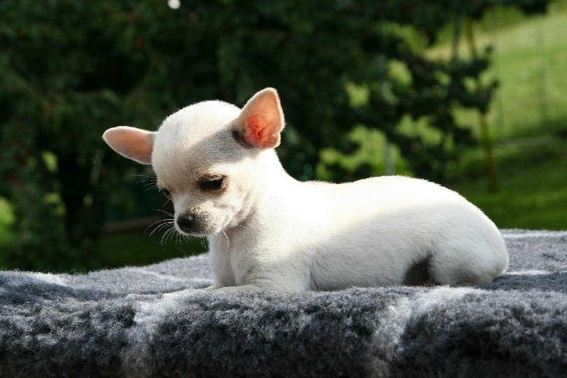 Chihuahua puppy_Manuela Federspiel, Pixabay