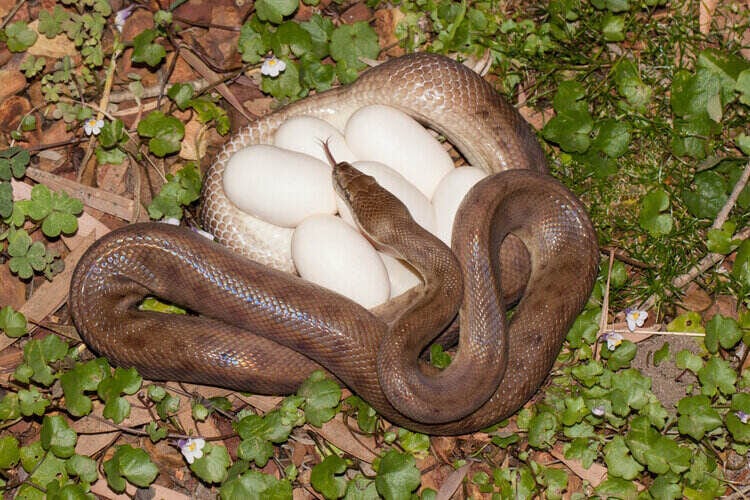 How Many Eggs Do Pythons Lay & How Many Survive? | PangoVet