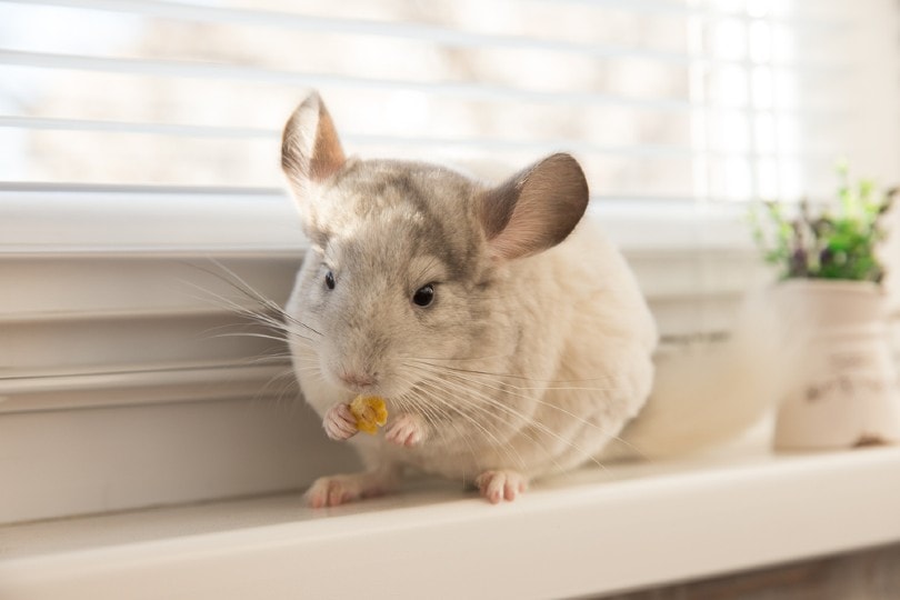 Chinchilla eating cereal flakes