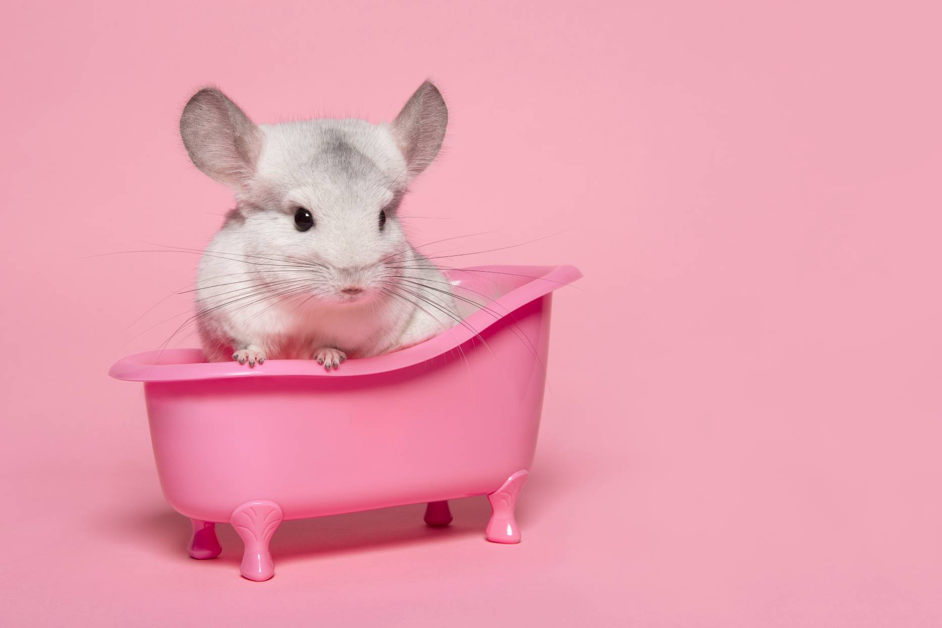 chinchilla natural shocking pink muffler How Often Do