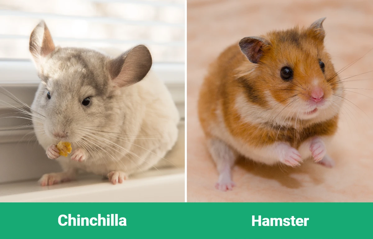 Chinchilla Vs Hamster: Which Pet is Right for You?