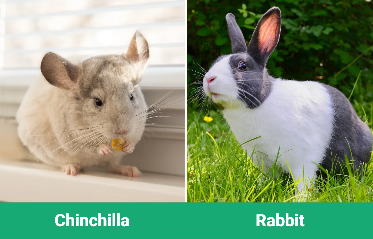 Chinchilla vs. Rabbit: The Main Differences (With Pictures) | PangoVet