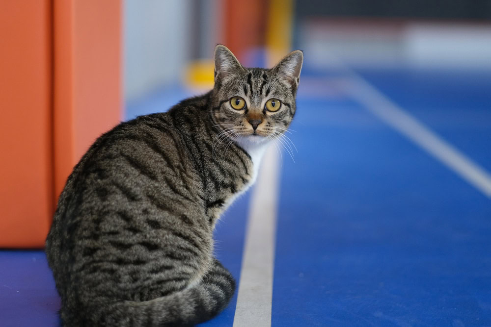 Chinese Dragon Li (Chinese Li Hua Cat) Info, Pictures, Temperament