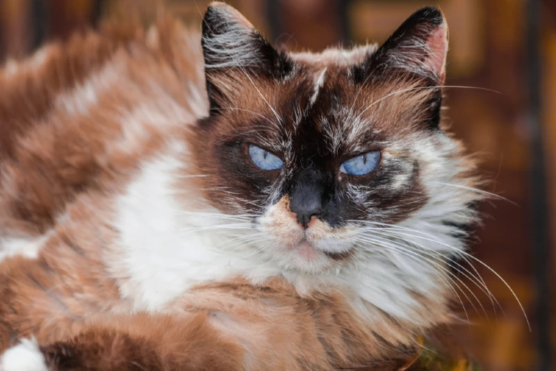 Ragdoll Cat Colors: 20 Beautiful Varieties (With Pictures) | PangoVet