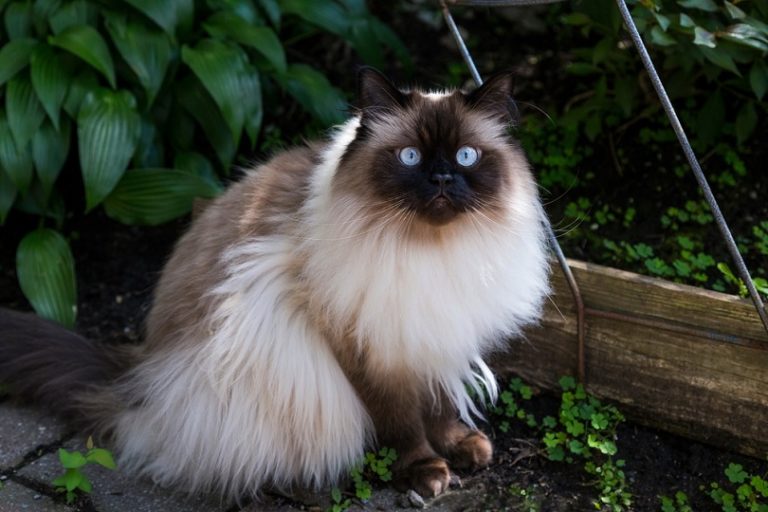Chocolate point doll faced Himalayan cat