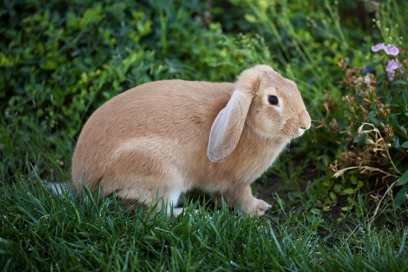 Cinnamon brown bunny rabbit_Vezzani Photography_shutterstock