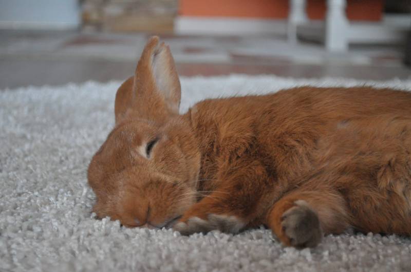 Close-up of a New Zealand red rabbit sleeping with eyes closed and lying on a beige rug