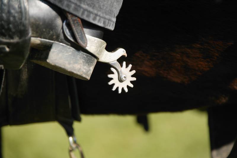 Do Spurs Hurt Horses? Is It Ethical? (Facts, & FAQ) PangoVet