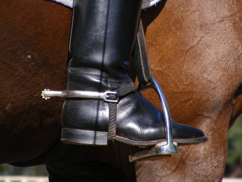 Do Spurs Hurt Horses? Is It Ethical? (Facts, & FAQ) PangoVet