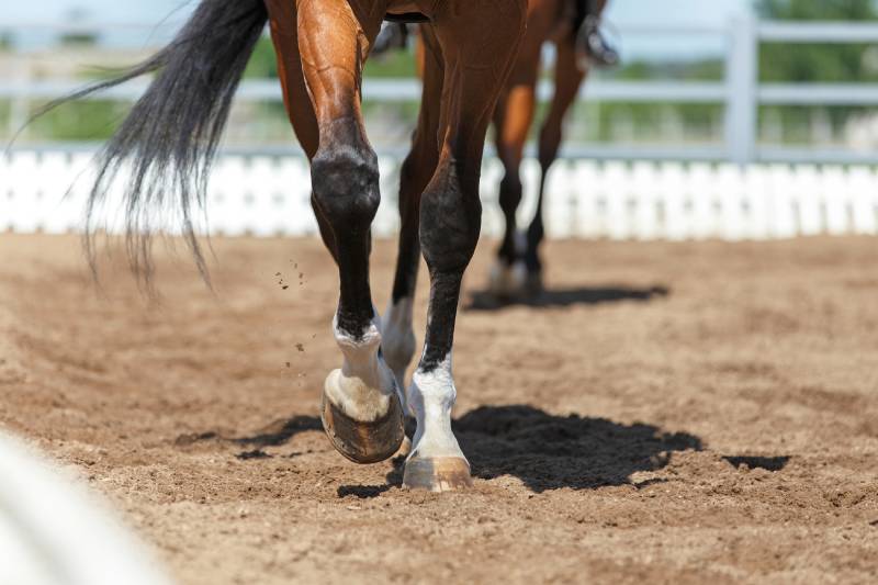 Close up of the horse hooves in motion