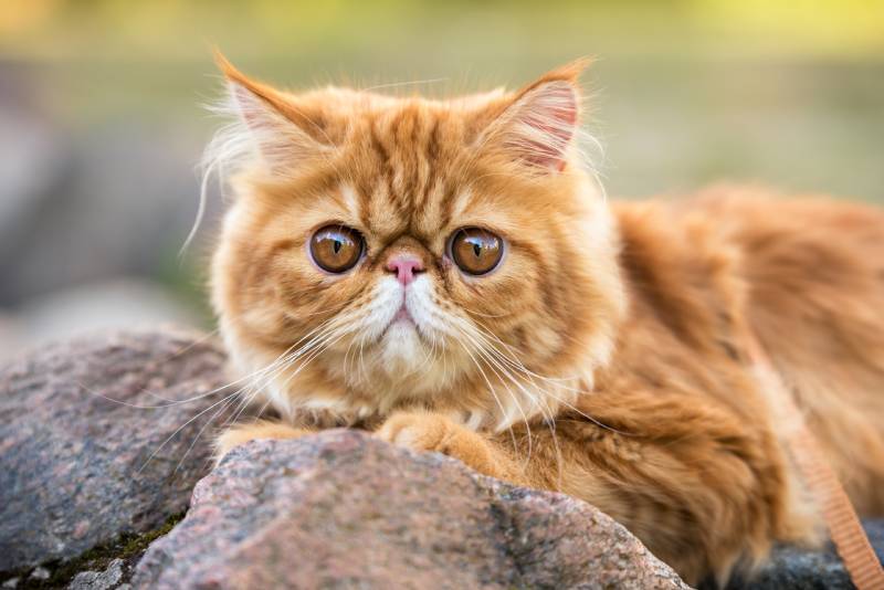 Closeup of Red Persian cat with big orange round eyes