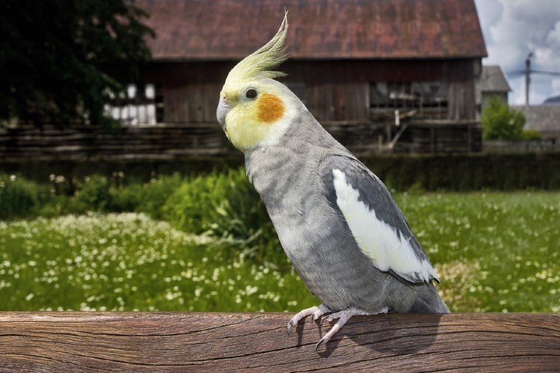 Pet stores that sell cockatiels best sale