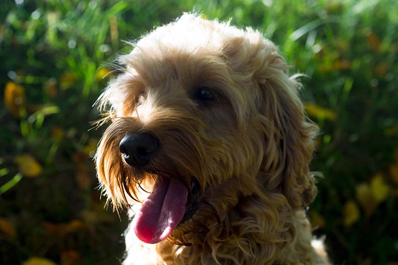 Cockapoo modern design hypoallergenic dog breed