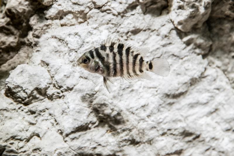 Convict cichlid fish background of a large stone