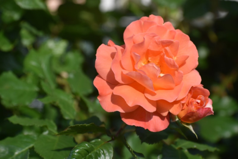 Copper rose plant