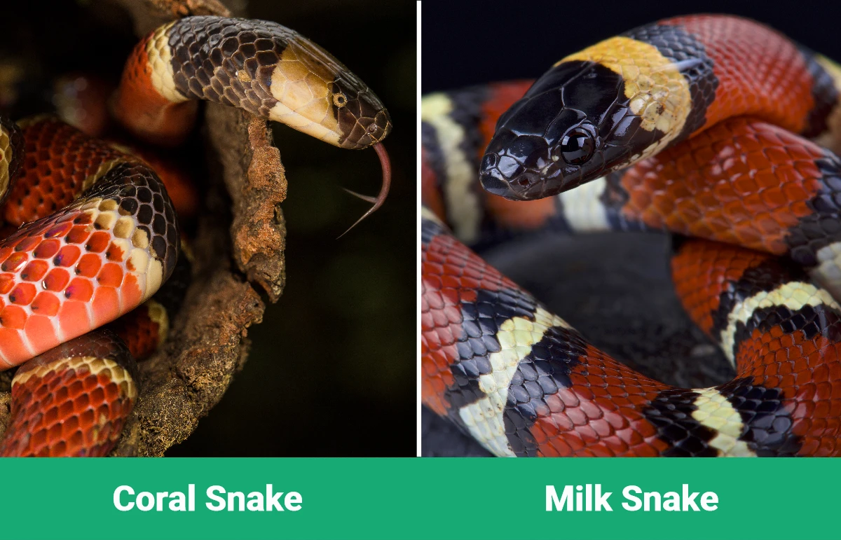Coral Snake vs Milk Snake - Visual Differences