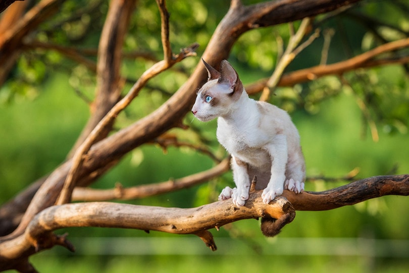 Cornish Rex Cat in A Tree
