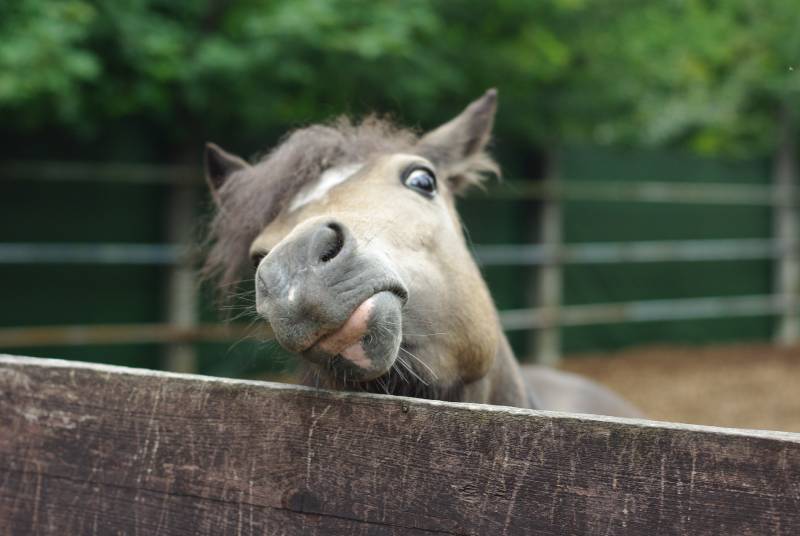 Curious and funny horse