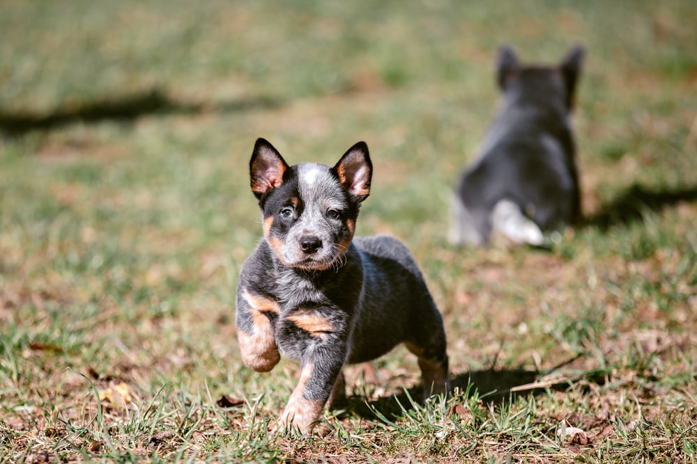 Cute Australian cattle dog puppy walks on a Sunny day