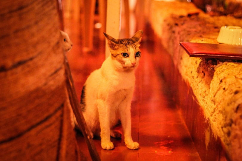 Should I Leave a Light on for My Cat at Night? Facts & FAQ PangoVet