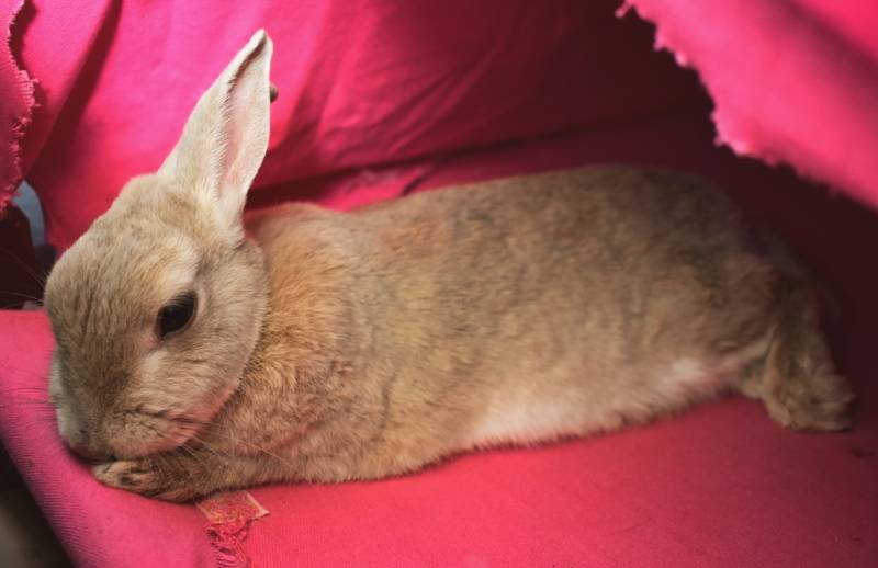 Rabbit Float Position Everything You Need To Know About Rabbit Sleeping Positions – VEGECC