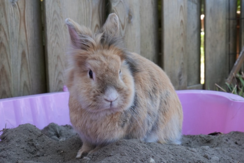 Cute rabbit playing in the sandbox