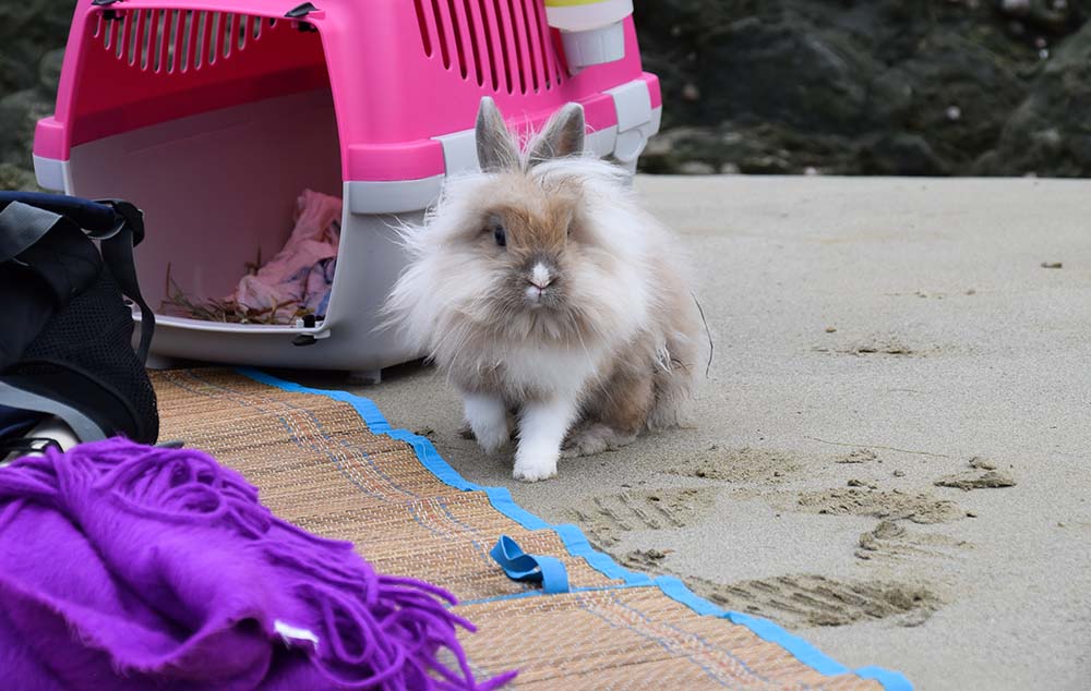 Cute rabbit playing on the beach. Bunny on holiday