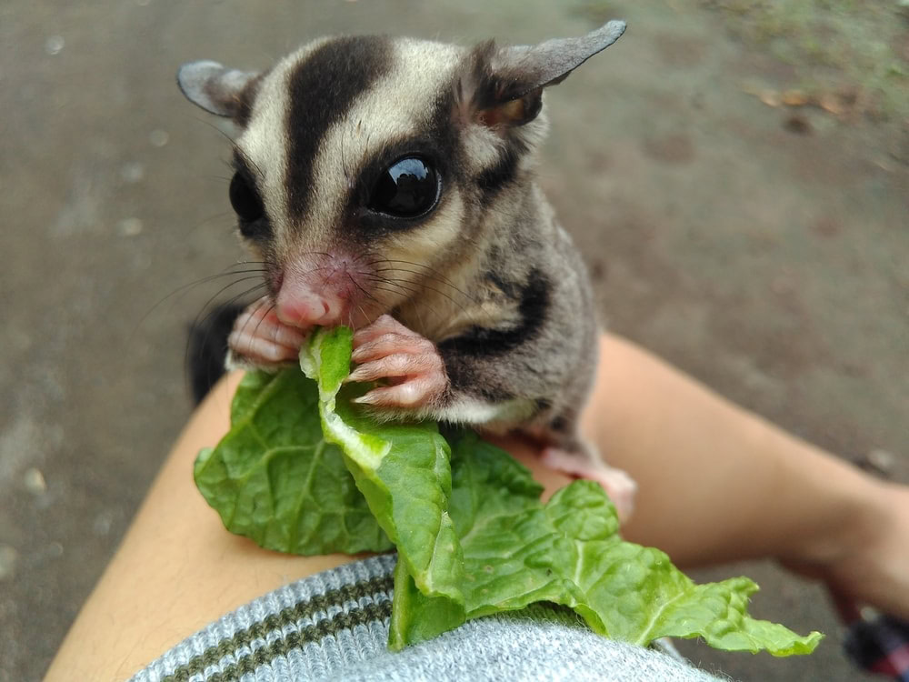 Do Sugar Gliders Bite? 4 Reasons Why & How to Prevent It | PangoVet