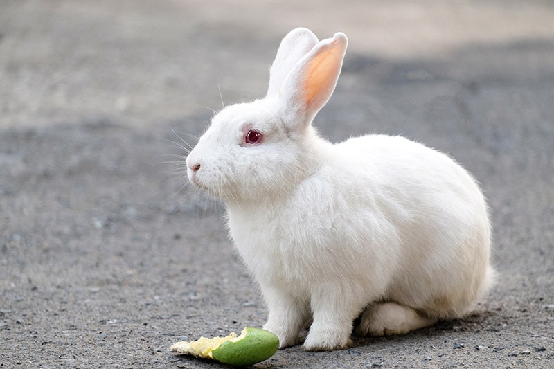 Can Rabbits Eat Mangoes? Vet-Verified Facts &amp; FAQ | PangoVet