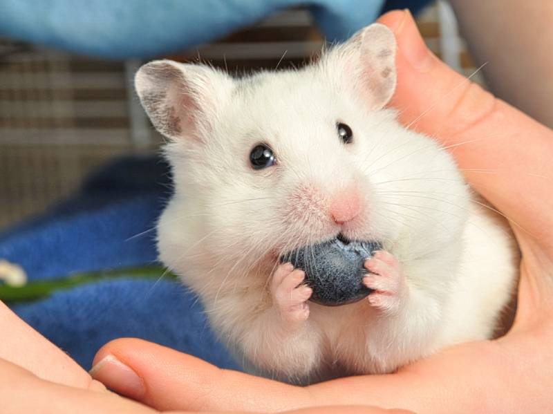 Can Hamsters Eat Blueberries? Vet-Approved Nutritional Science 